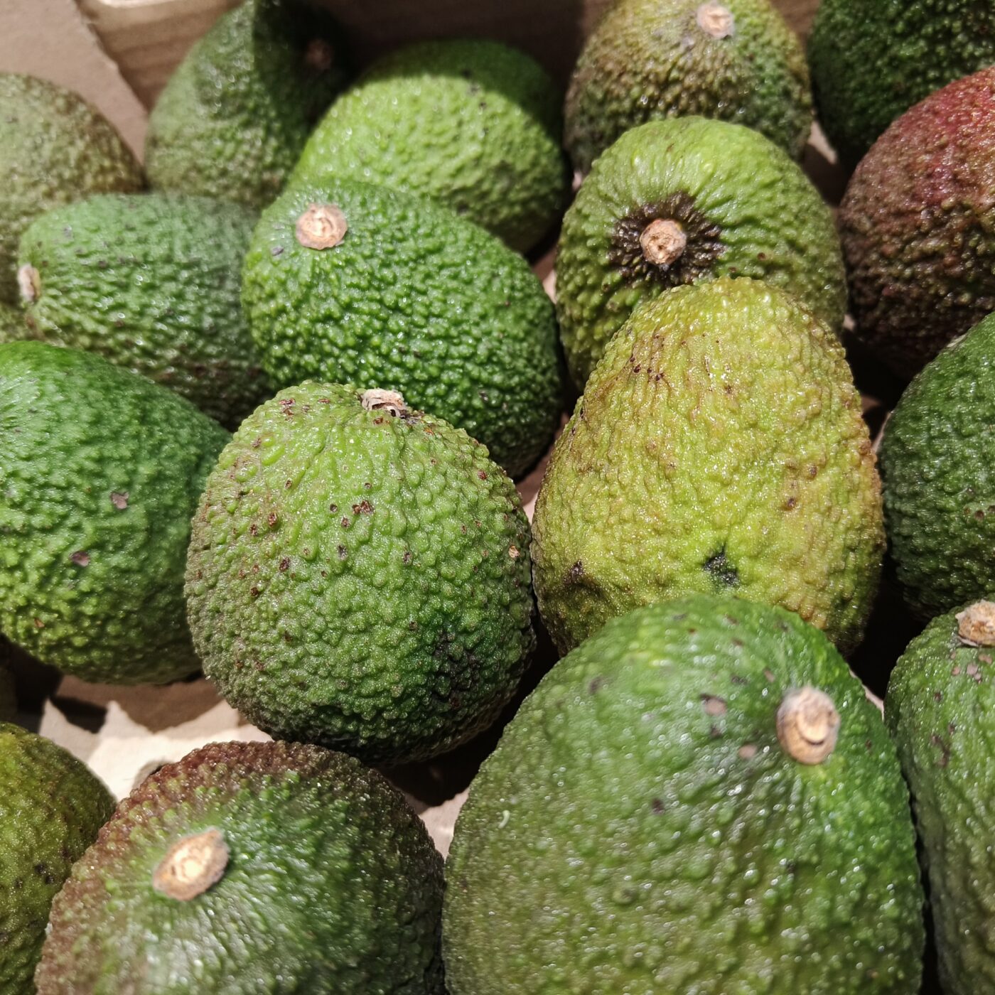 1 Avocado - BIO