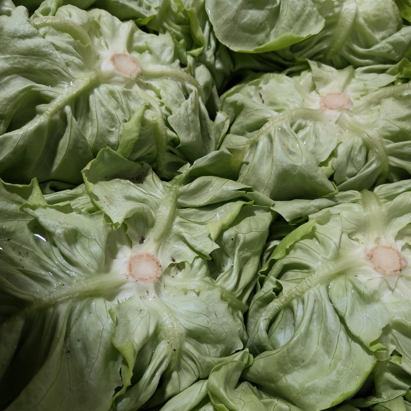 Kropsla bio