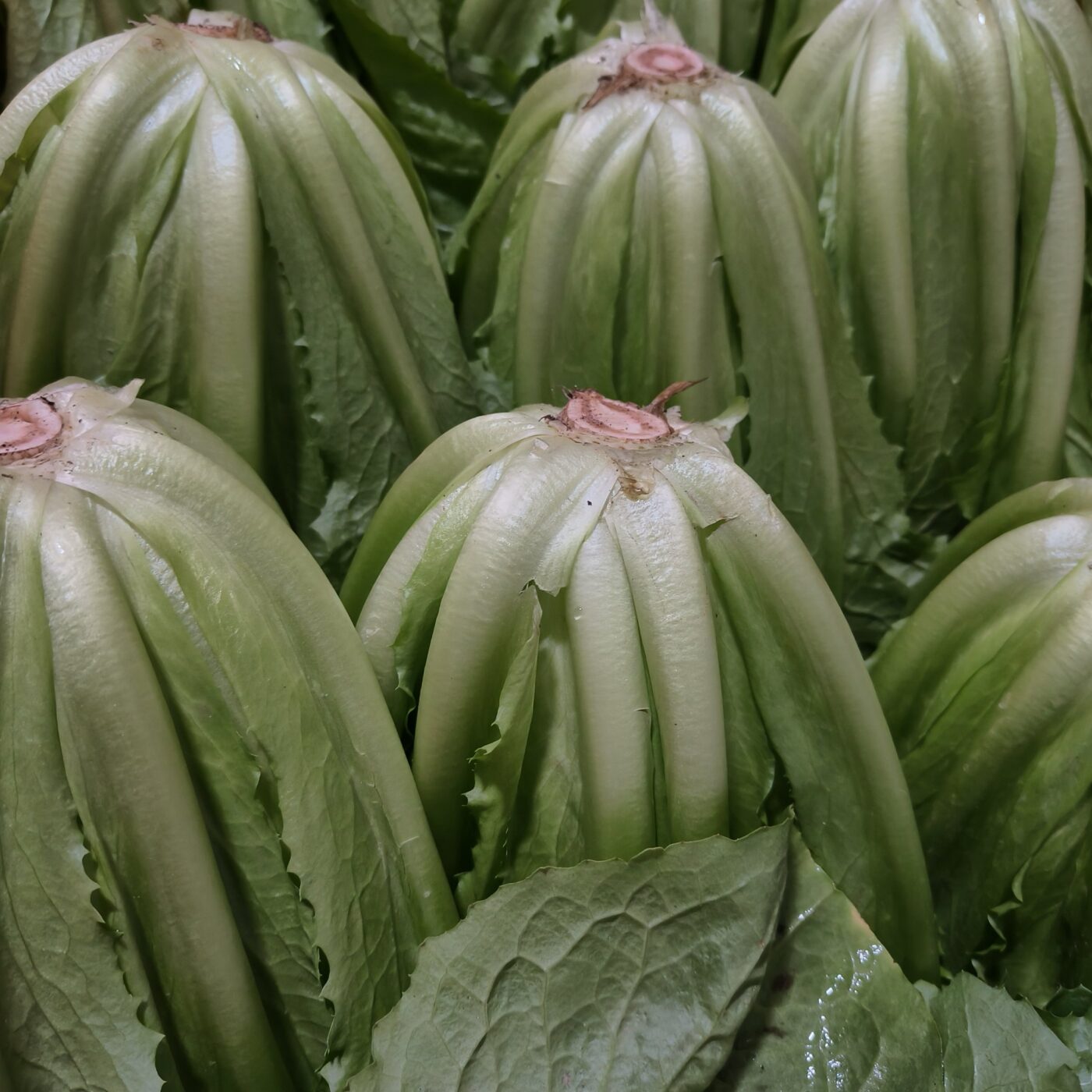 Andijvie bio