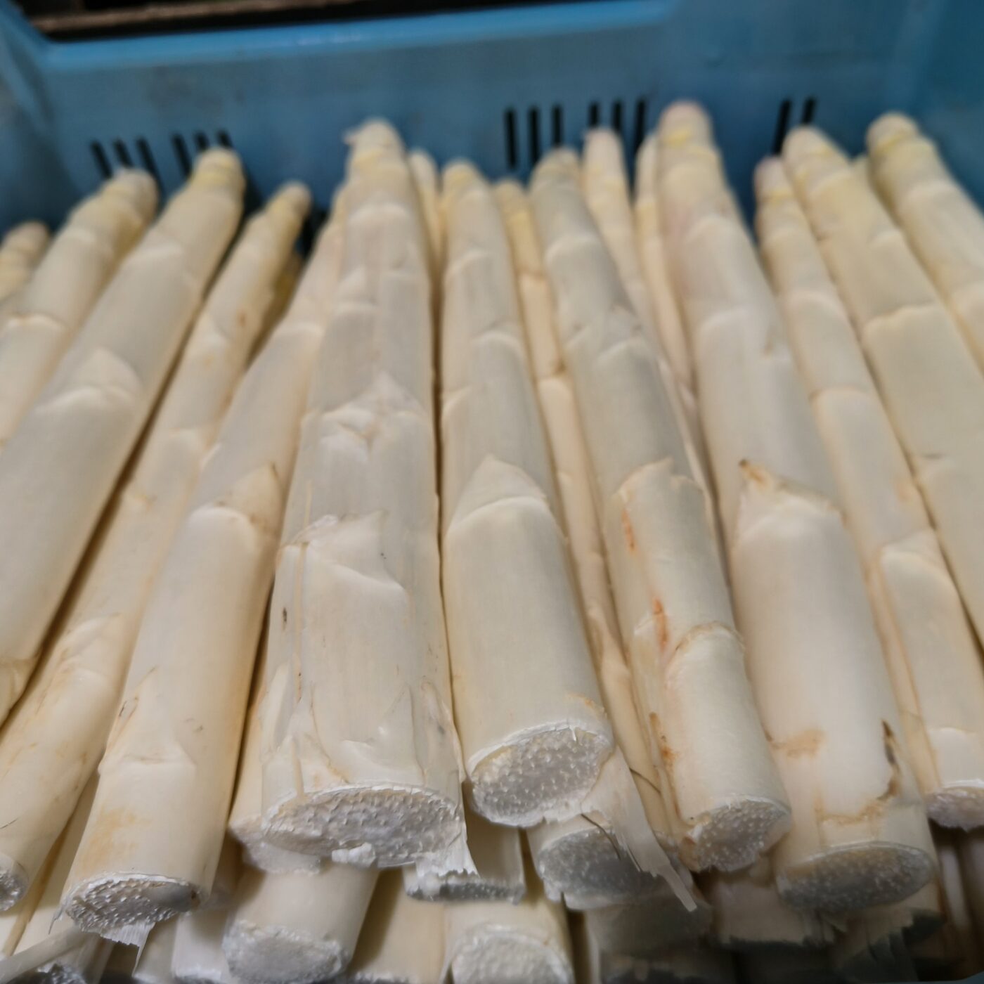 Asperges klasse 1 bio (per pond)