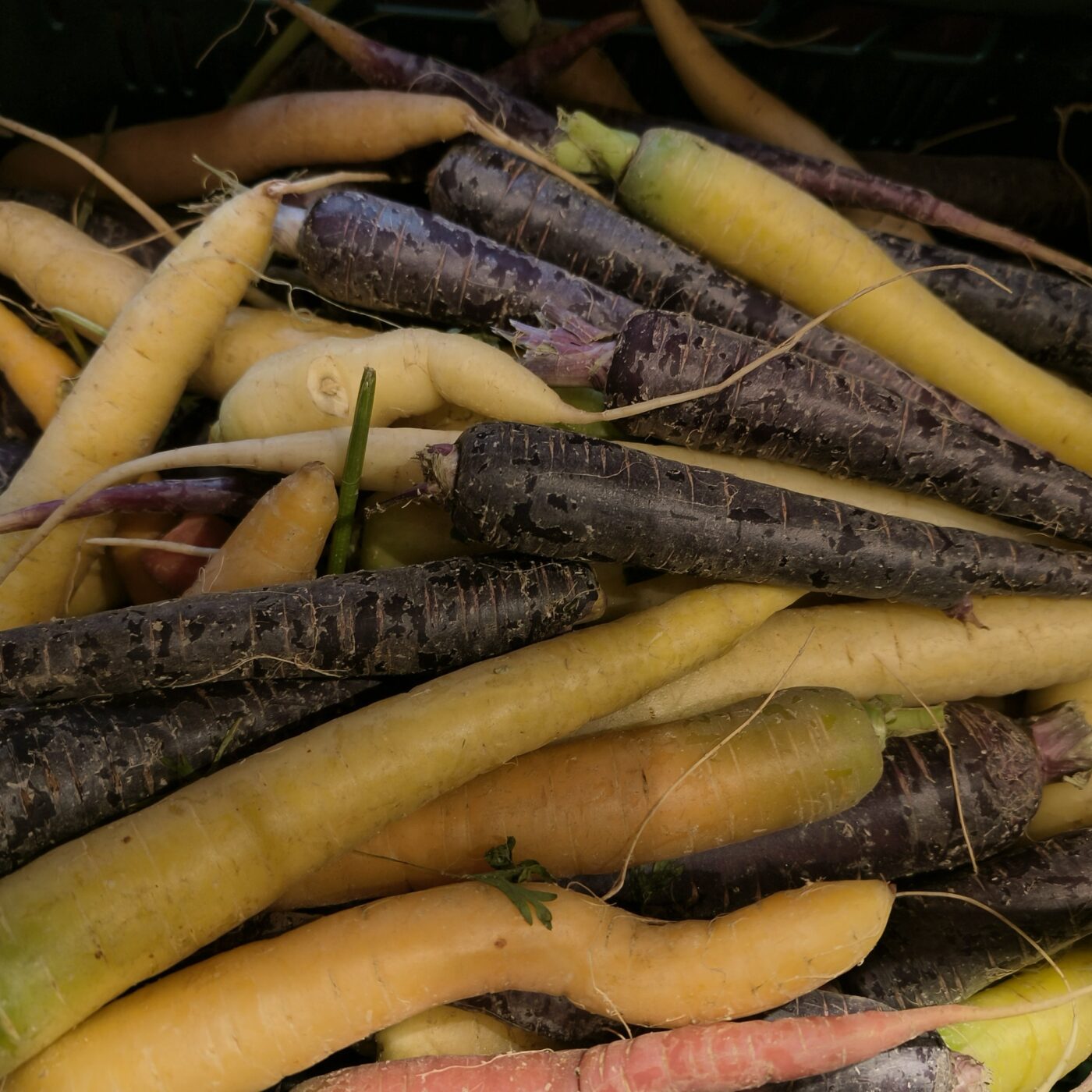 Regenboog peen per kg - BIO